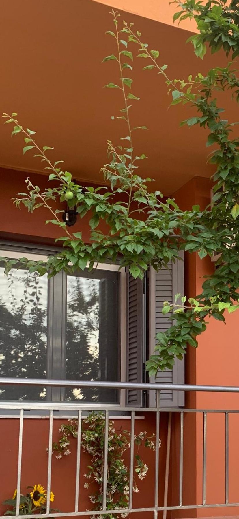 Lefkas Apartment Kalligoni Exterior photo